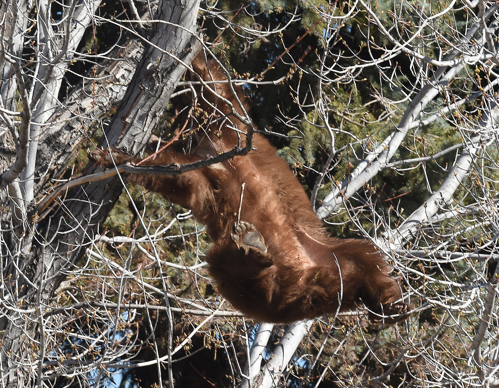 043121-news-bear 09.JPG